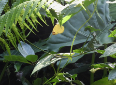 Eurema blanda