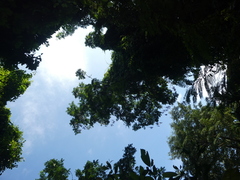 Parkia speciosa