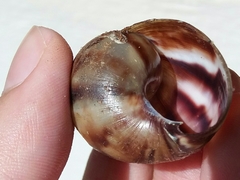 Lissachatina fulica
