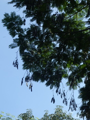 Parkia speciosa
