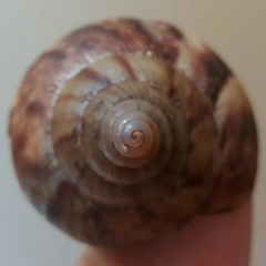 Lissachatina fulica