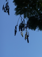 Parkia speciosa