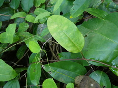 Passiflora laurifolia