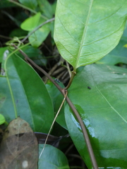 Passiflora laurifolia