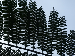Parkia speciosa