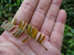 Parkia speciosa