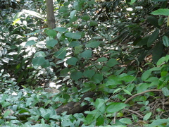 Mallotus paniculatus