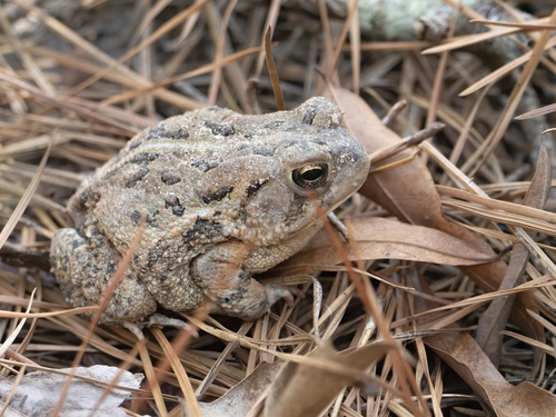 Fowler's Toad photographed in Delaware