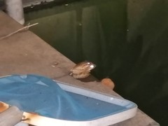 Polypedates leucomystax