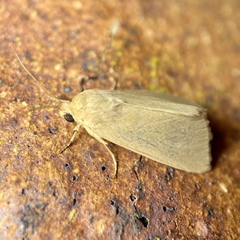Heliocheilus moribunda