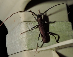 Xystrocera virescens