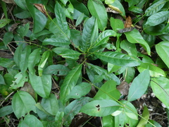 Elaeocarpus pedunculatus