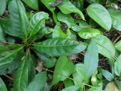 Elaeocarpus pedunculatus