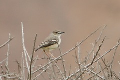 Muscigralla brevicauda