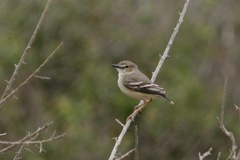 Muscigralla brevicauda