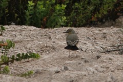 Muscigralla brevicauda