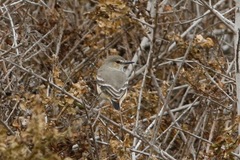 Muscigralla brevicauda