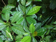Elaeocarpus pedunculatus