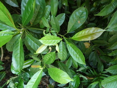 Elaeocarpus pedunculatus