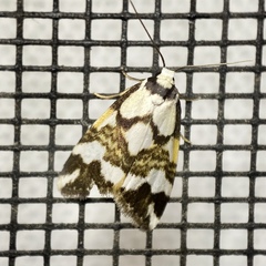 Thallarcha staurocola