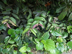 Syzygium syzygioides