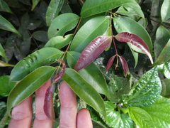 Syzygium syzygioides