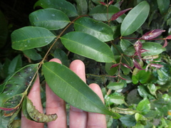 Syzygium syzygioides