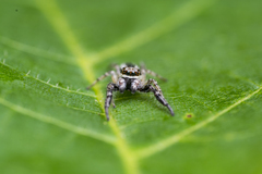 Pseudicius encarpatus