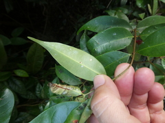 Syzygium syzygioides