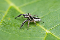 Pseudicius encarpatus