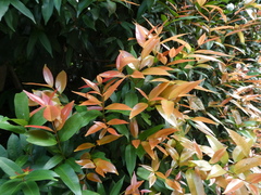 Syzygium myrtifolium