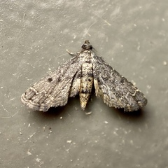 Sufetula hemiophthalma