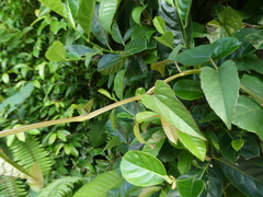 Cissus hastata