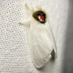 Trichiocercus mesomelas