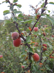 Prunus pedunculata