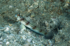 Amblyeleotris masuii