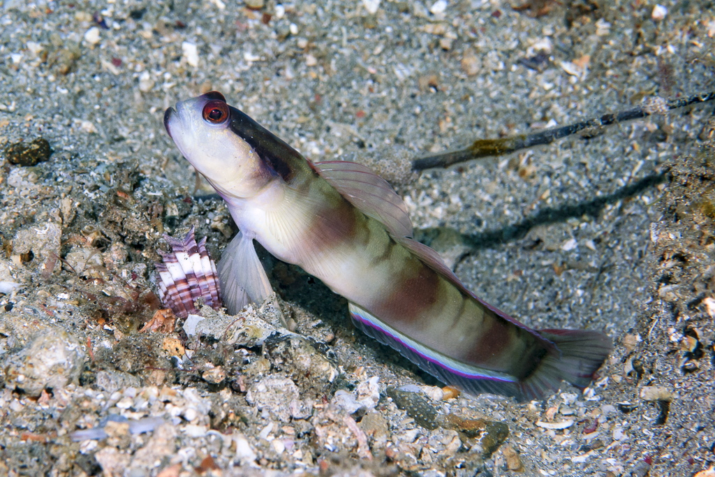 Mask Shrimpgoby