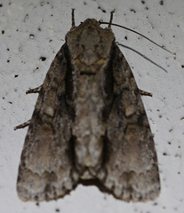 Acronicta connecta