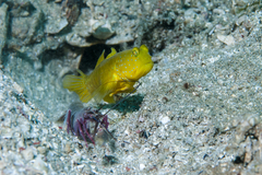 Cryptocentrus cinctus