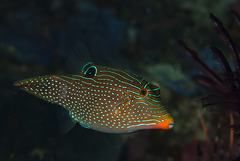 Canthigaster papua