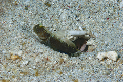 Cryptocentrus fasciatus