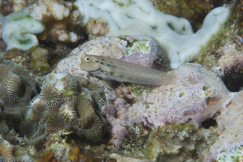 Coral blenny (Ecsenius yaeyamaensis) — Blenniidae — 4