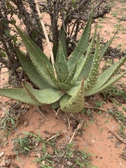 Aloe aculeata