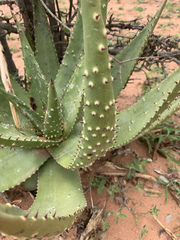 Aloe aculeata