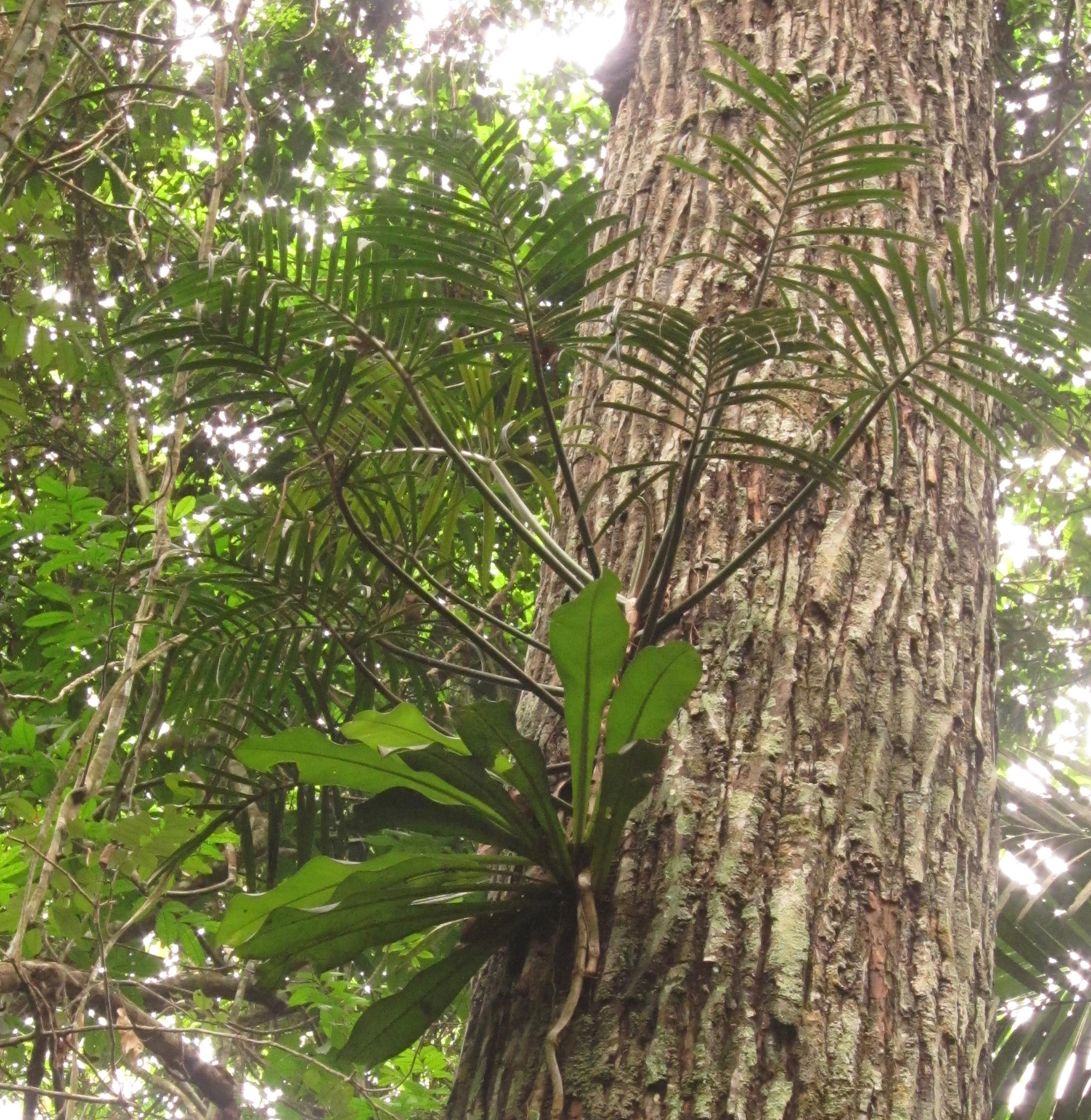 Philodendron tortum  iNaturalist
