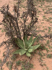 Aloe aculeata