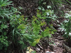 Smyrnium perfoliatum perfoliatum