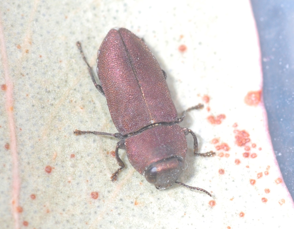 Anilara angusta