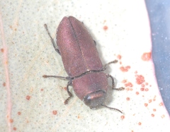 Anilara angusta