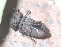 Anilara angusta